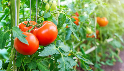 Wall Mural - Ripe red tomatoes are on the green foliage background, hanging on the vine of a tomato tree in the garden. organic vegetable farm and gardening