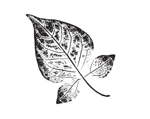 Wall Mural - Black and white stamp impression of a leaf or plant with organic texture. Isolated leaf print for floral art or pattern.