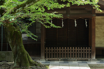 Wall Mural - 初夏の神社の境内