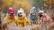 © kamonrat - Four French Bulldogs in Colorful Knit Sweaters and Hats, Enjoying an Autumn Stroll in a Field, Embracing the Chilly Weather with Warmth and Style