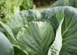 © Petra Richli - Green cabbage growing in garden. Soon ready to harvest cabbage plant with large green leaves. Lush summer vegetable background. Green, white or dutch cabbage or Brassica oleracea. Selective focus.
