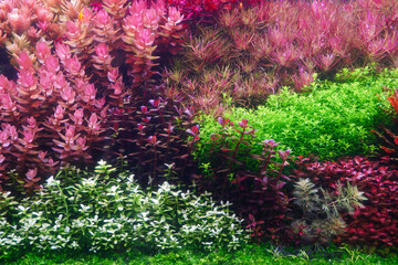 Wall Mural - Colorful planted aquarium tank. Aquatic plants tank. Dutch inspired aquascaping with colorful aquatic stem plants. Aquarium garden, selective focus