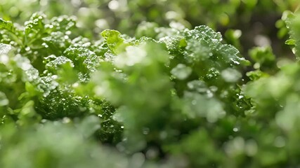 Poster - The crisp clean flavors of dill and parsley are infused into flaky sea salt providing a refreshing burst of herbaceousness to salads dips and soups.