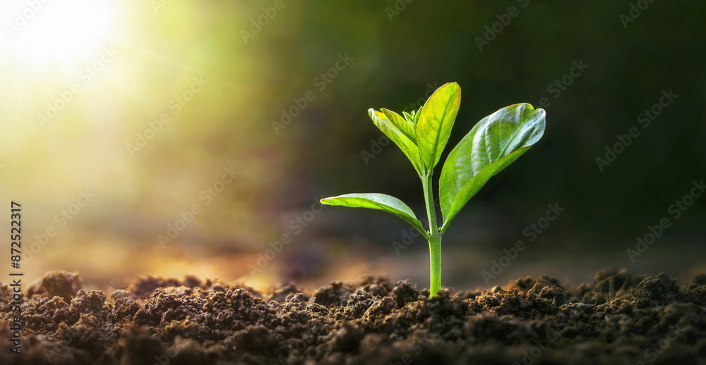small green plant is growing in the dirt Stock Photo | Adobe Stock