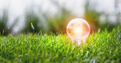 Wall Mural - light bulb is lit up in a field of grass