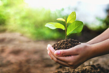 person is holding a small plant in their hand