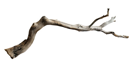 Wall Mural - branch of a tree isolated on transparent background