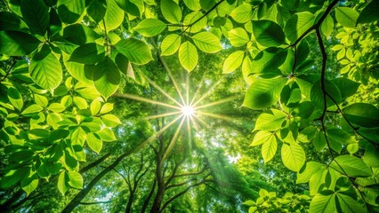 Wall Mural - Sunbeams Through Green Leaves - Low Angle Forest Canopy