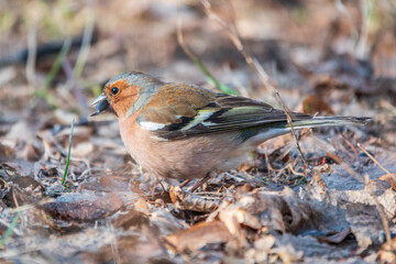 Wall Mural - Common chaffinch, Fringilla coelebs, sits on the ground in spring. Common chaffinch in wildlife.