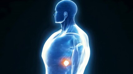3d image of the human body in ultra-high resolution. video generative ai