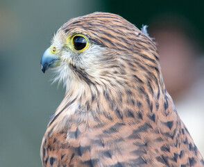 Poster - Portrait of a falcon in nature