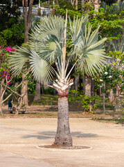 Wall Mural - Palm tree in a tropical park