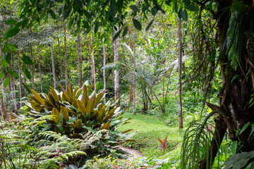 natural tropical rainforest background colorful beautiful nature garden green bright fresh view in Indonesia