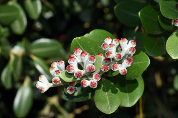 Canvas Print - Unopened flowers of New Zealand Christmas tree (Metrosideros excelsa)