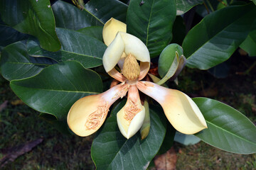 Wall Mural - Yellow flowers of Delavay's magnolia (Magnolia delavayi)