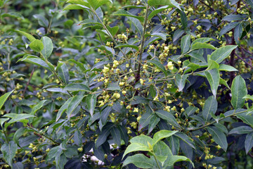 Sticker - Green (immature) leaves and fruits of the spindle (Euonymus europaeus)