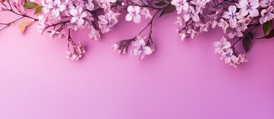 Leinwandbilder - Delicate lilac flowers blooming on a pink backdrop in a lovely copy space image.