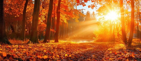 Poster - A picturesque autumn evening with a stunning sunset in a forest filled with hardwood trees, ideal for a copy space image.