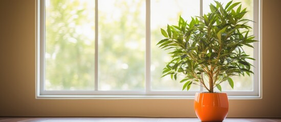 Aufkleber - Indoor orange potted plant on wooden table in a living room with windows and mirror offers a colorful decoration and a suitable background or copy space image.