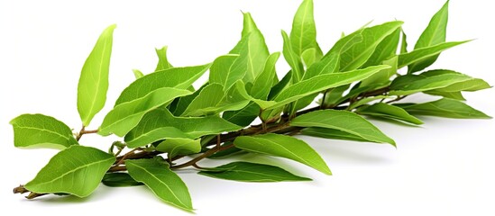 Aufkleber - Fresh green tea leaves, freshly picked from an organic tea plantation, close-up with copy space image on a white background.