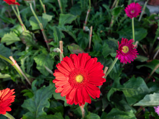 Wall Mural - The Red Gerbera Blooming