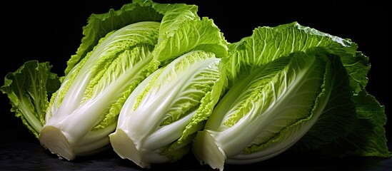 Leinwandbilder - Fresh Chinese cabbage displayed on a dark backdrop with available copy space image.