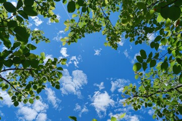 Wall Mural - a view of the sky through the leaves of a tree