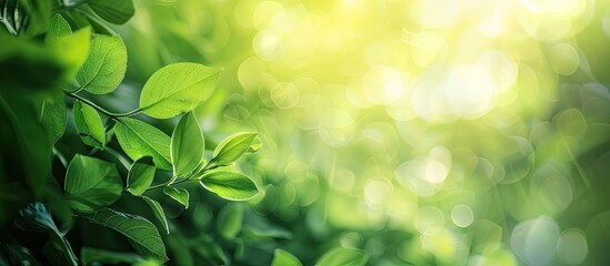 Fototapete - Blurry green leaves with natural bokeh create an abstract background with copy space image.