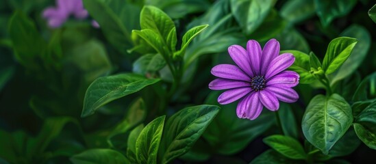 Leinwandbilder - Purple flower set against a vibrant green nature background, ideal as a copy space image for wallpapers or decorative backdrops with abstract plant textures and leaves.