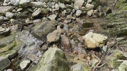 Poster - Mountain river in the forest in summer.