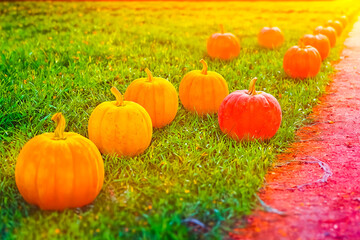 Wall Mural - Pumpkins on the grass