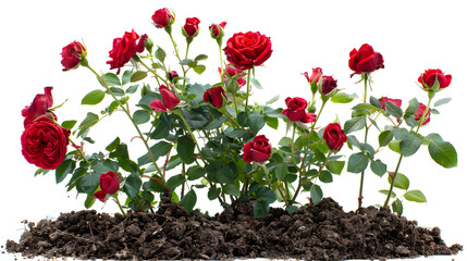 Wall Mural - a red rose bush grows in the ground, isolated on white background