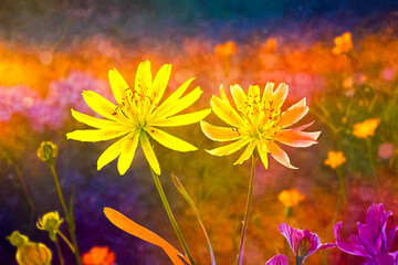 Poster - Yellow and Pink Flowers in a Field of Blurred Color