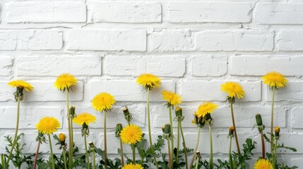 Sticker - Dandelions bouquet on white brick wall