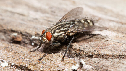 macro shot of a fly