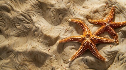 Canvas Print - Starfish on pristine sand in a studio setting