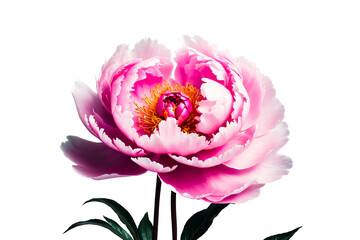 Wall Mural - Pink Peony Flower Isolated on White Background