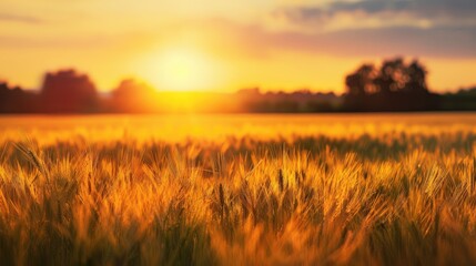 Poster - Blurry sunset landscape with wheat field and trees empty space