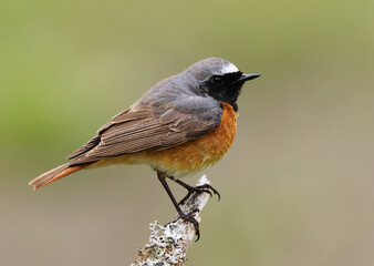 Wall Mural - Common redstart (Phoenicurus phoenicurus) male closeup sitting on a branch in spring.