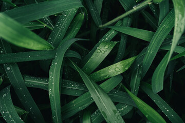 Wall Mural - water drops splashing on green grass, purity nature background