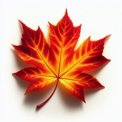 Wall Mural - A vibrant red maple leaf isolated on a white background, symbolizing the colorful autumn season