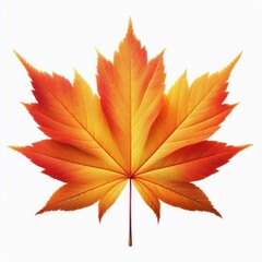 Wall Mural - A vibrant red maple leaf isolated on a white background, symbolizing the colorful autumn season