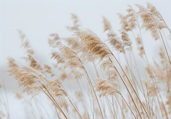  Beige Reeds Swaying in the Wind, Minimalist Nature Photography