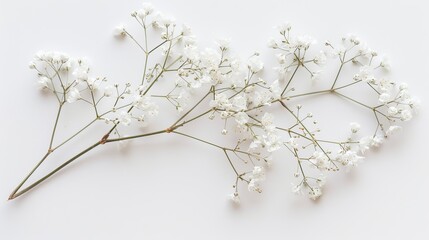 Sticker - An isolated white photograph of Gypsophila (Baby's Breath).