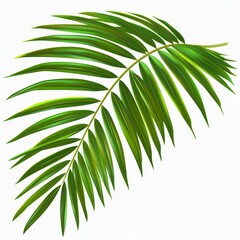 Canvas Print - This palm frond tropical leaf nature pattern has a circular shape and is isolated on white with a clipping path.