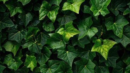 Poster - Grape ivy (Cissus species) has green leaves.