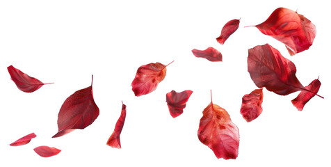 Wall Mural - PNG Red autumn leaves floating gracefully