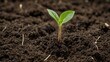 © PoliKha - Small plant sprout in the ground