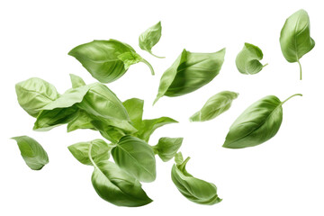 Wall Mural - PNG Basil leaves plant herbs leaf.