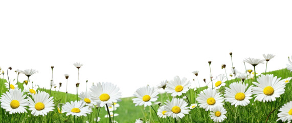 Sticker - PNG Landscape daisy hills nature backgrounds grassland.